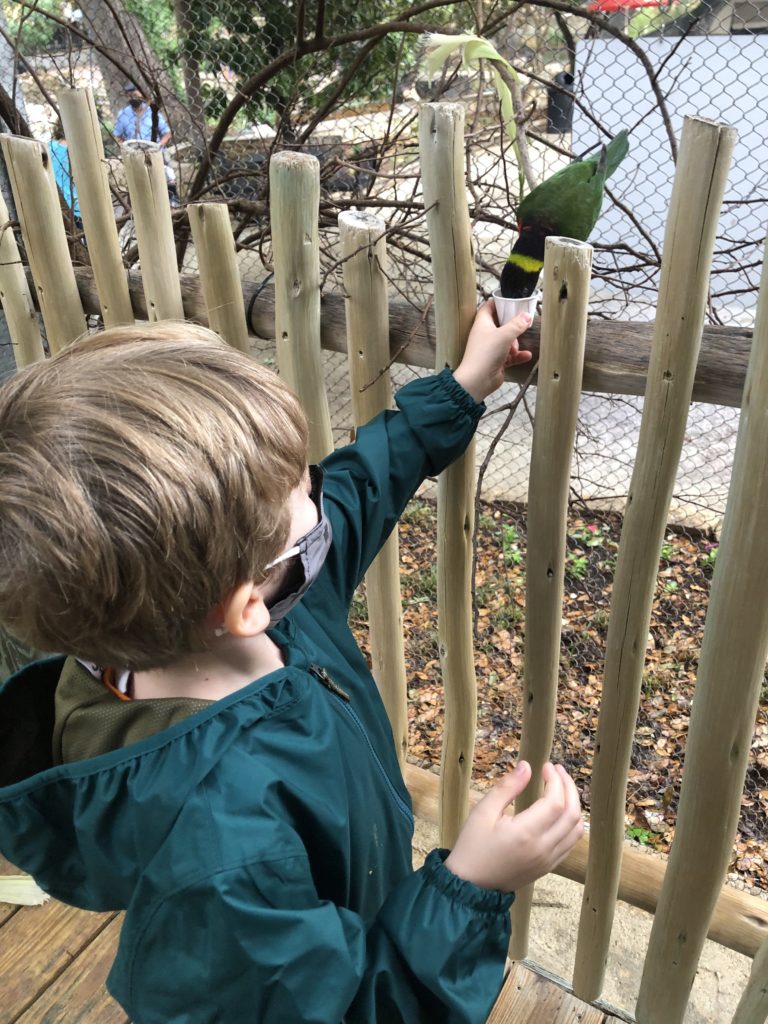 photo of kiddo with a lorikeet bird on a fence feeding from handheld nectar cups.