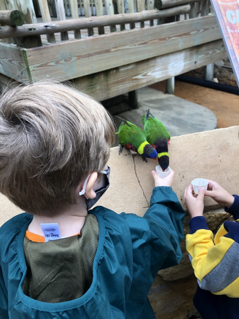 photo of kiddo with 2 lorikeet birds feeding from handheld nectar cups.